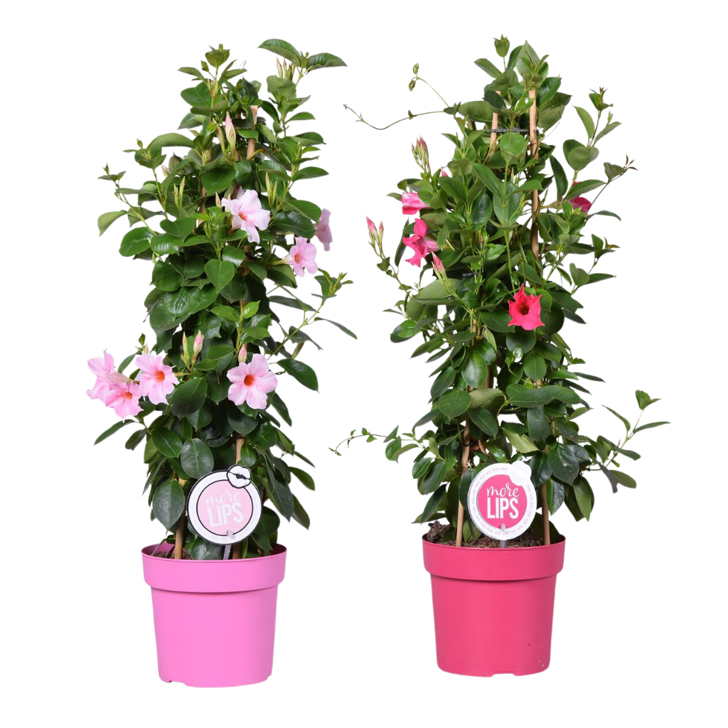 Mandevilla (Sundaville) op rek H 70 ø 19 cm