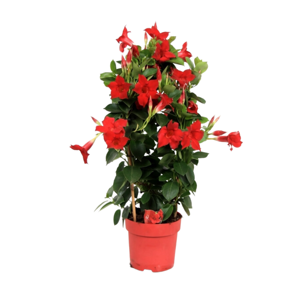 Mandevilla (Dipladenia Sundaville Red) H 75 ø 19 cm