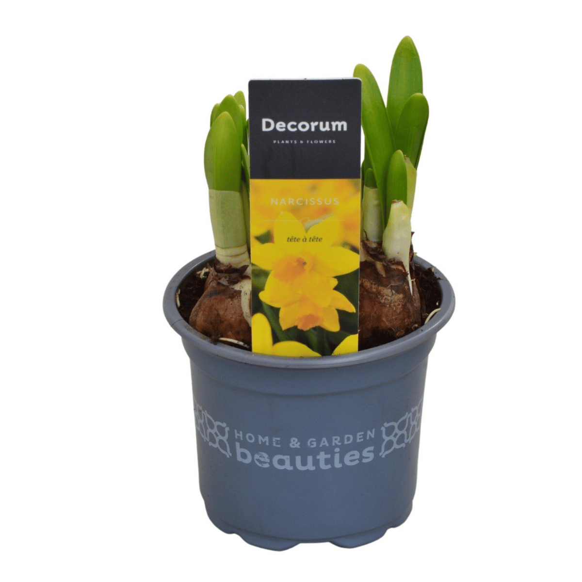 Narcis (Narcissus Tête-à-Tête) potmaat 9 cm
