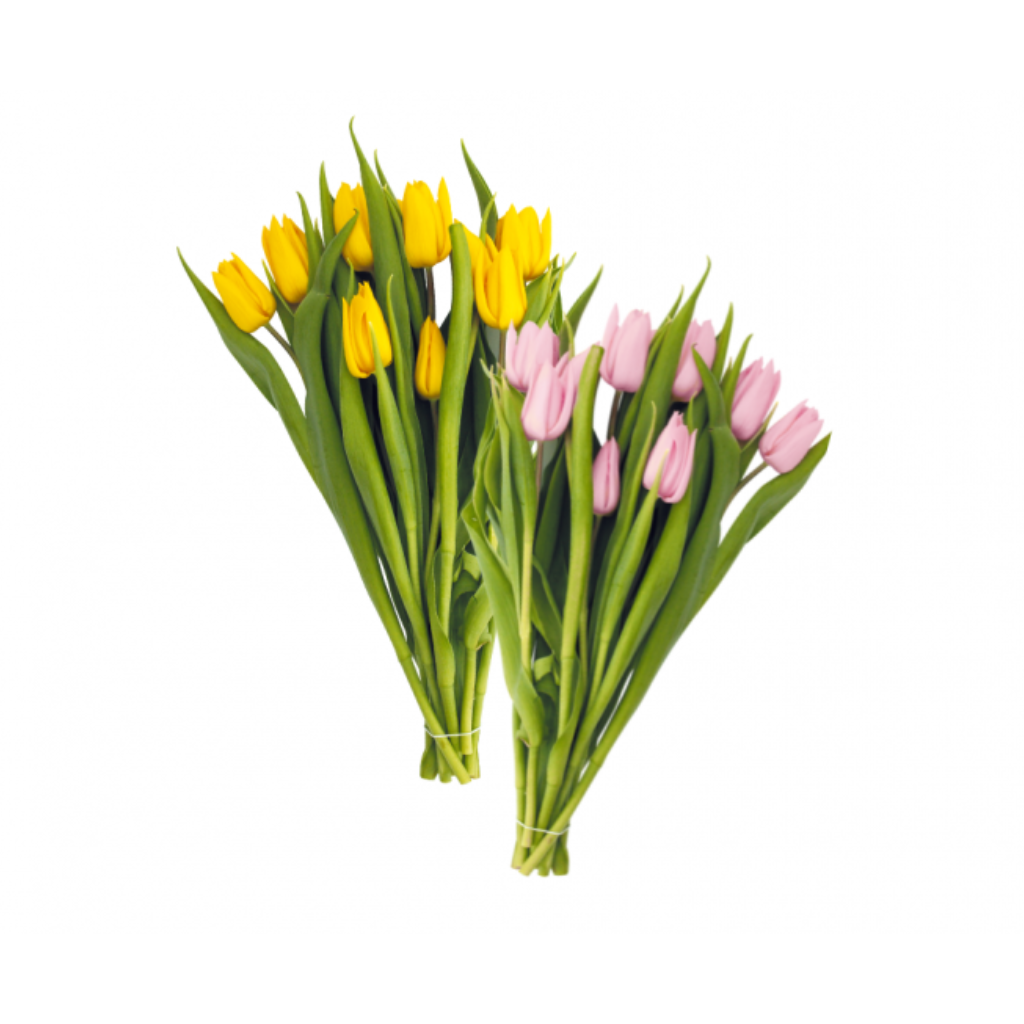 Tulpen (Tulipa) 10 stelen per bos H36 cm