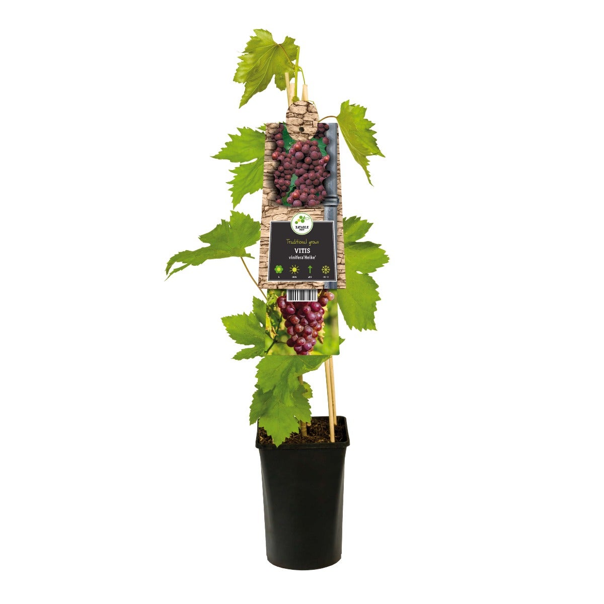Blauwe druif pitloos (Vitis 'Heike') H 75
