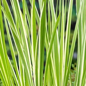 Bonte kalmoes (Acorus calamus 'Variegata') Potmaat 9