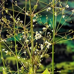Waterweegbree (Alisma platago-aquatica) Potmaat 9