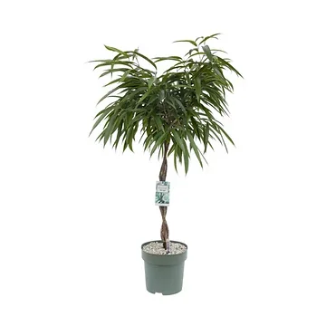 Ficus Alii (Ficus Mahori) 120 x 27 cm