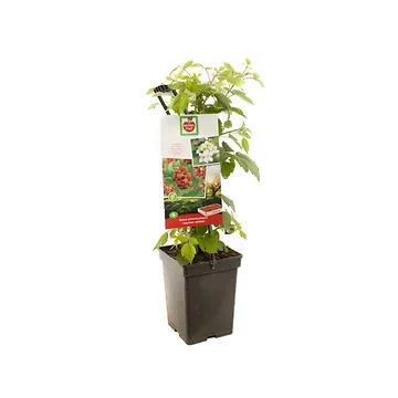 Japanse wijnbes (Rubus ph. Jap. Wijnbes - draagbeuge) H 65 ø 18 cm