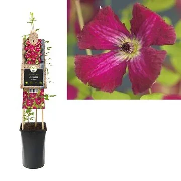 Bosrank (Clematis vit. 'Rubra') H 75