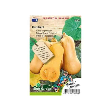 Pompoen butternut Hercules F1