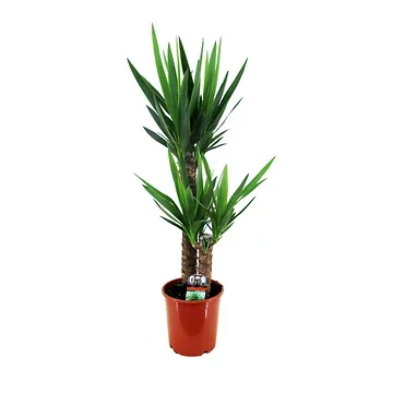 Palmlelie (Yucca Elephantipes) H 100 ø 21 cm