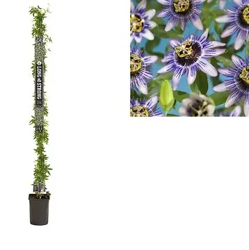 Passiebloem (Passiflora 'Damsel's Delight') H 215