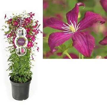 Bosrank (Clematis vit. 'Madame Julia Correvon') H 110