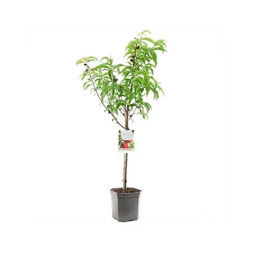 Nectarine (Prunus pers. nuc. M. Blanchet laag) H 160 ø 24 cm