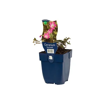 Ooievaarsbek (Geranium 'Tanja Rendall') ø 11 cm