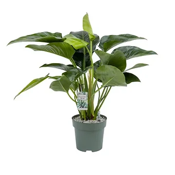 Philodendron Green Beauty H 90 ø 27 cm