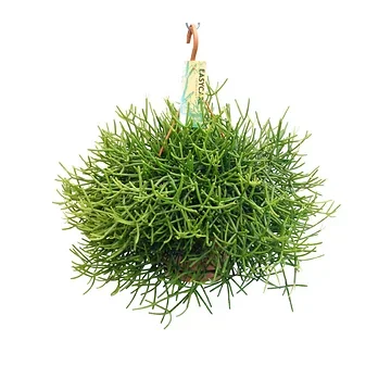 Rhipsalis Heteroclada H 40 ø 21 cm