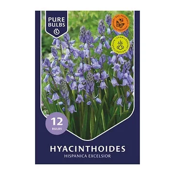 Pure Bulbs Hyacinthoides Hispanica Excelsior 12 bollen