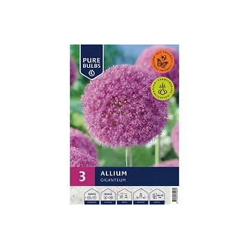 Pure Bulbs Allium Giganteum 3 bollen