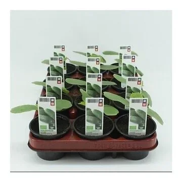Augurk (Cucumis Sativus) BIO