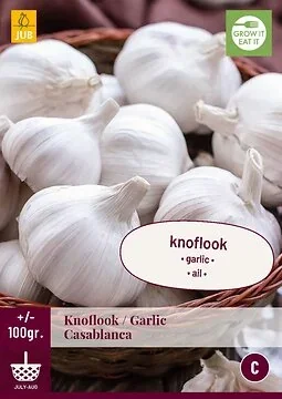 Knoflook Casablanca