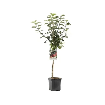 Zoete stoofappel (Malus dom. Zoete Ermgaard laagstam) H 160 ø 24 cm