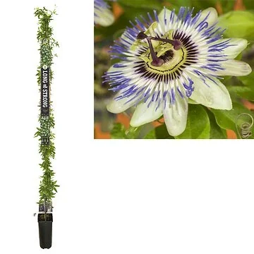 Passiebloem (Passiflora caerulea) H 215