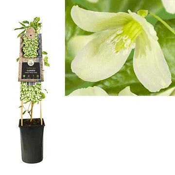 Bosrank (Clematis cirrhosa 'Wisley Cream') H 75