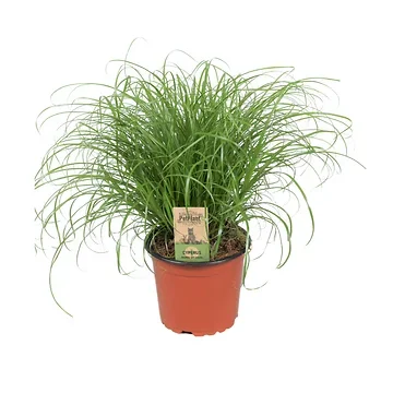 Kattengras (Cyperus Alternifolius Zumula) H 23 ø 12 cm