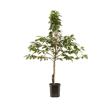 Donkerrode kers (Prunus avium Kordia leivorm) H 160 ø 24 cm