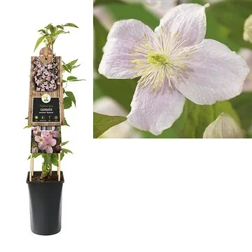 Bosrank (Clematis montana 'Mayleen') H 75