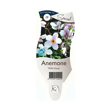 Anemoon (Anemone 'Wild Swan') ø 11 cm