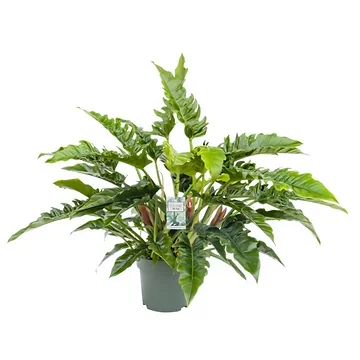 Philodendron Rambo (Philodendron Narrow Escape) 65 x 27 cm