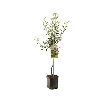 Handappel (Malus dom. Cox's Orange P. laagst) H 160 ø 24 cm