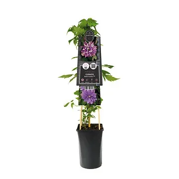 Bosrank (Clematis 'Rollercoaster' PBR) H 75