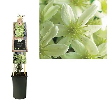 Bosrank (Clematis 'Pixie') H 75