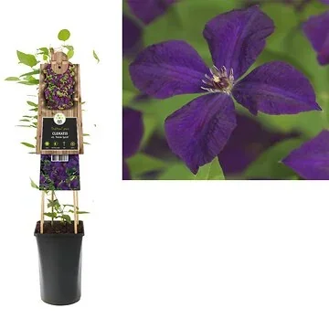 Bosrank (Clematis vit. 'Polish Spirit') H 75