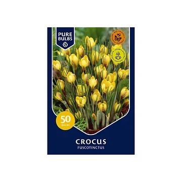Pure Bulbs Crocus Fuscotinctus 50 bollen
