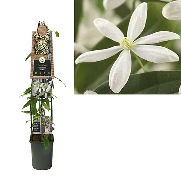 Bosrank (Clematis armandii) H 120