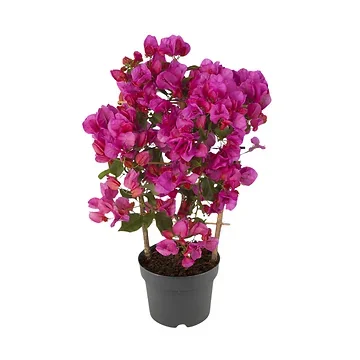 Bougainville (Sanderiana Renate) H 50 ø 17 cm
