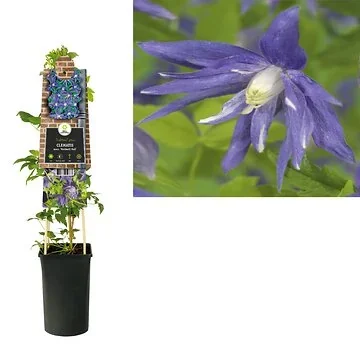 Bosrank (Clematis macr. 'Maidwell Hall') H 75