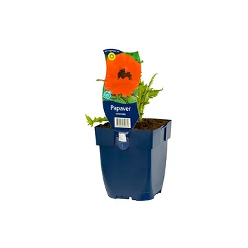 Oosterse klaproos (Papaver orientale) ø 11 cm
