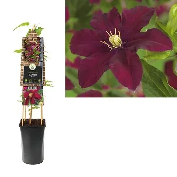 Bosrank (Clematis 'Niobe') H 75