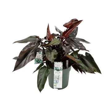 Philodendron Lisa 90 x 27 cm