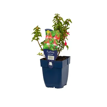 Fuchsia (Fuchsia 'Lady Thumb') ø 11 cm
