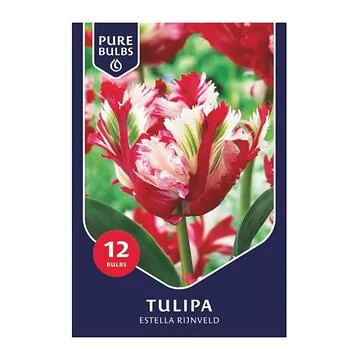 Pure Bulbs Tulipa Estella Rijnveld 12 bollen