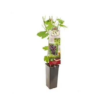 Pitloze rood/paarse druif (Vitis vinifera Heike) H 60 ø 11 cm cm