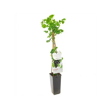 Kruising zwarte bes en kruisbes (Ribes Jostabes) H 60 ø 11 cm cm