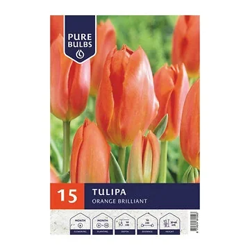 Pure Bulbs Tulipa Orange Brilliant 15 bollen