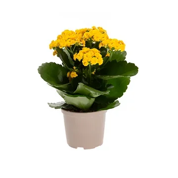 Kalanchoe Blossfeldiana 22,5 ø 10,5 cm