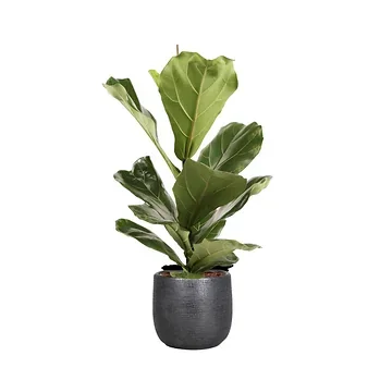 Rubberboom (Ficus Lyrata) H 60 ø 17 cm