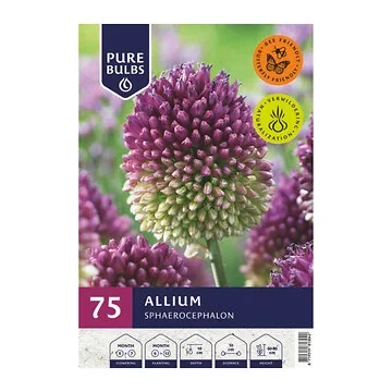 Pure Bulbs Allium Sphaerocephalon 75 bollen