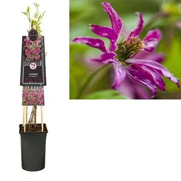 Bosrank (Clematis vit. 'Rosalyn' PBR) H 75